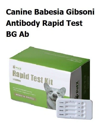 Koerte Babesia Gibsoni Antibody Rapid Tesr BG Ab