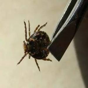 Kuidas kasutada koerte testribasid