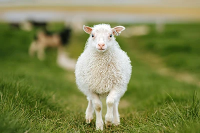 Lamba brutsella antikehade test: lammaste brutselloosi seire toetamine